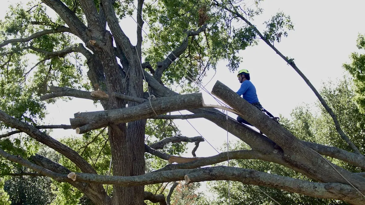 Professional Crown Thinning performed by certified arborists in Newington