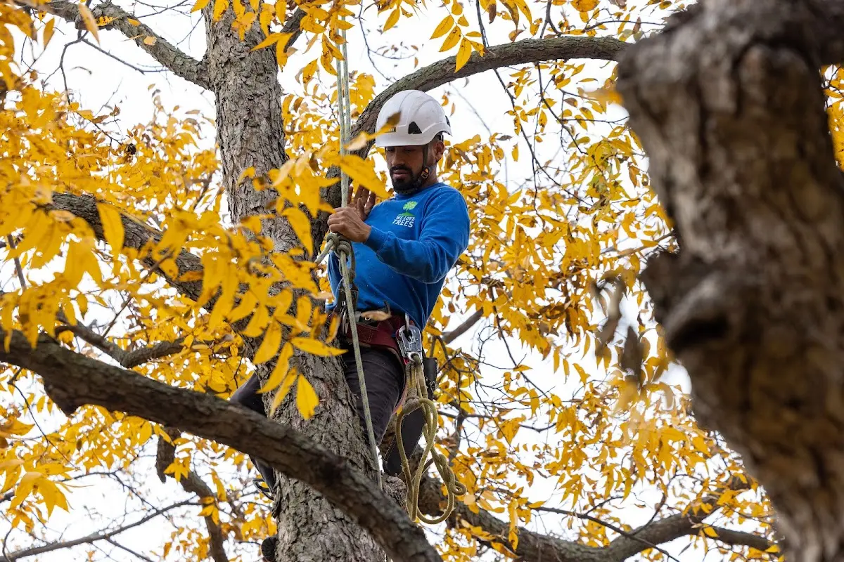 Skilled Tree Planting crew working in Newington
